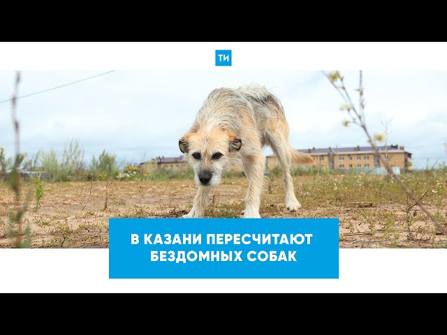 Власти Казани и волонтеры пересчитают бездомных животных