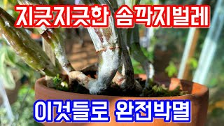 솜깍지벌레 완전 박멸하는법!! 이것들로 완전박멸 가능!!