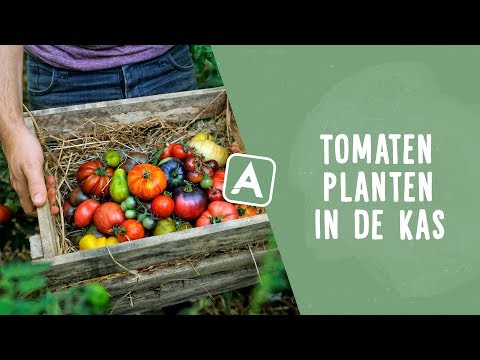 , title : 'Tomaten planten in de kas'