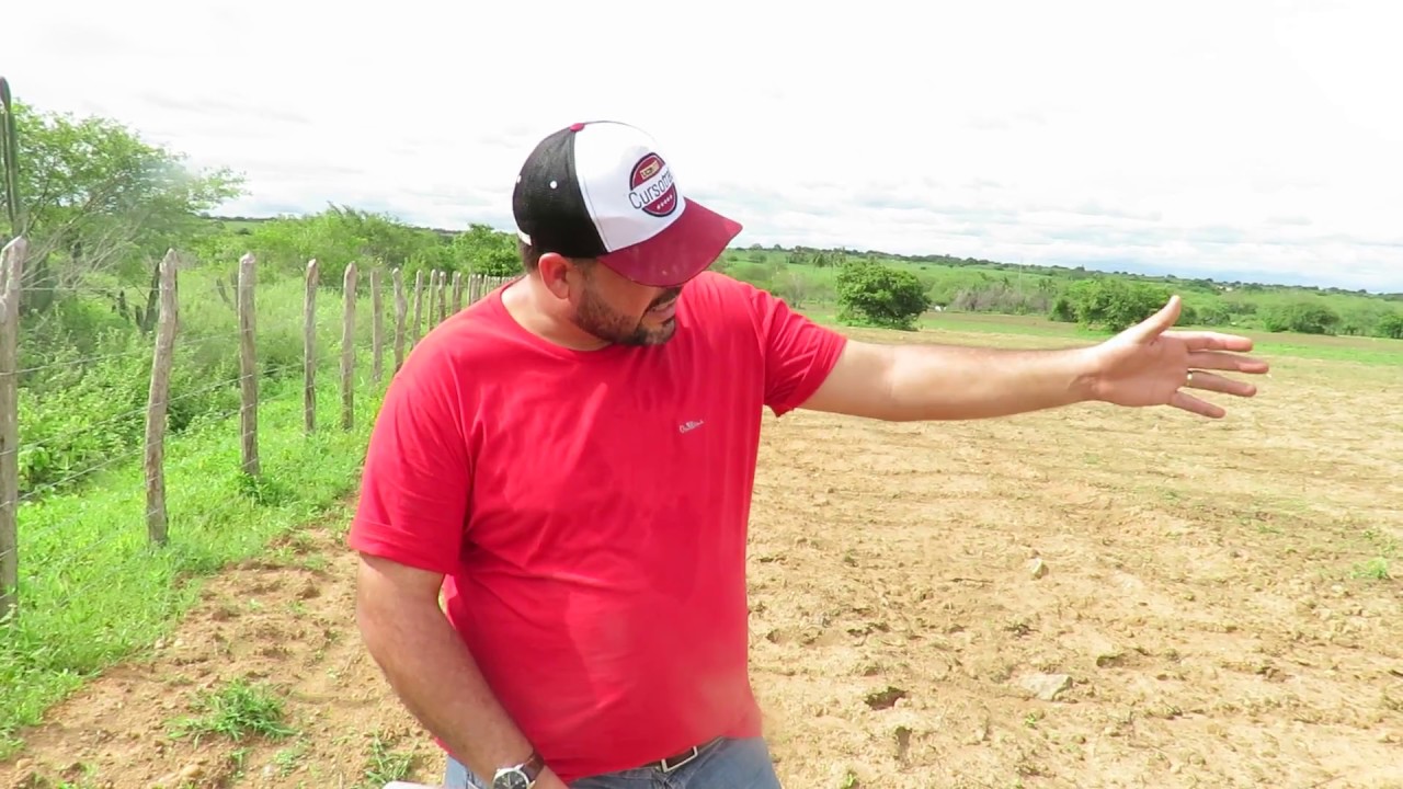 Plantio Manual e Linear de Sorgo Forrageiro