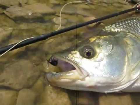 Fly Fishing for Asp on Bambula (Dry Fly)