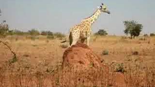 preview picture of video 'giraffe in Niger'