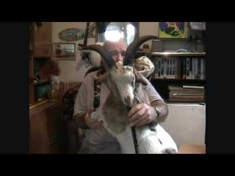 The Goat Bagpipes with huge horns - gaida gajda гајда гайда Pajdusko oro