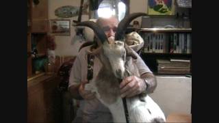 The Goat Bagpipes with huge horns - gaida gajda гајда гайда Pajdusko oro