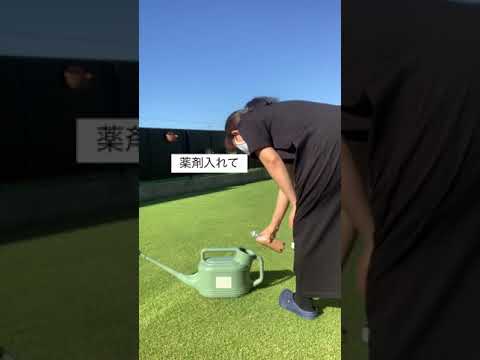 芝生に幼虫がいるかどうかはどうやってわかりますか?特定、治療、予防  庭園