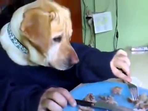 I cani mangiano a tavola