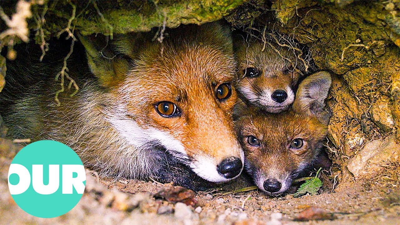 The Cutest Animals and How They Build Their Homes