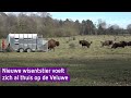 Deze stier moet op de Veluwe zorgen voor nageslacht