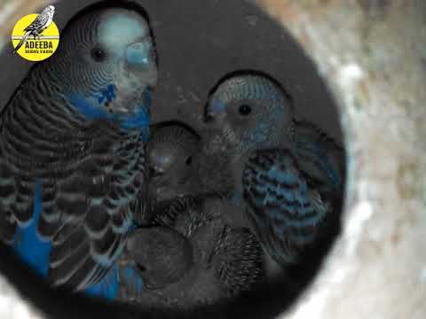 Adeeba birds farm & pets