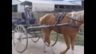 preview picture of video 'Roy - Neto's Horse Training LLC'