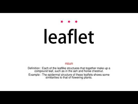 How to pronounce leaflet - Vocab Today