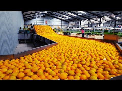 Amazing Scale! The Process of Orange Juice Making Technology