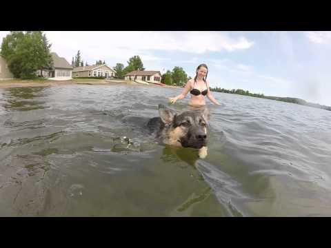 Husky Shepherd - Odie's First Time Swimming