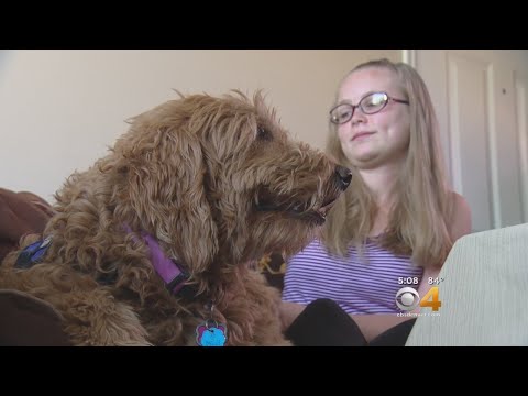 Foundation Pairs Girl, Goldendoodle Together To Help Manage Epilepsy
