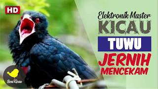 Download lagu PIKAT BURUNG TUWU I Elektronik Master Kicau Tuwu (Eudynamys scolopaceus) mp3