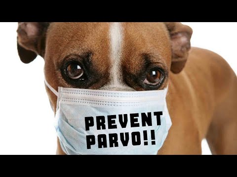 YouTube video about: How to prevent parvo in an apartment complex?