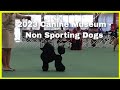 2023 Canine Museum Non Sporting Dogs