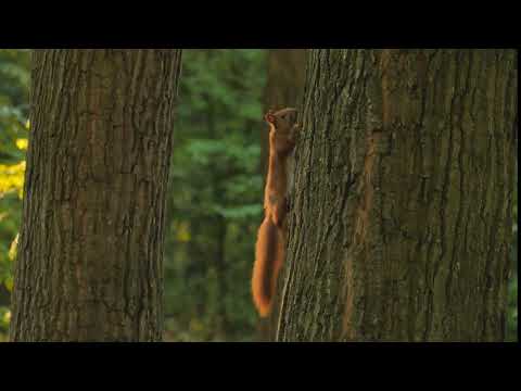 Eichhörnchen (Seite 39) - Mega Öko Gang 2020