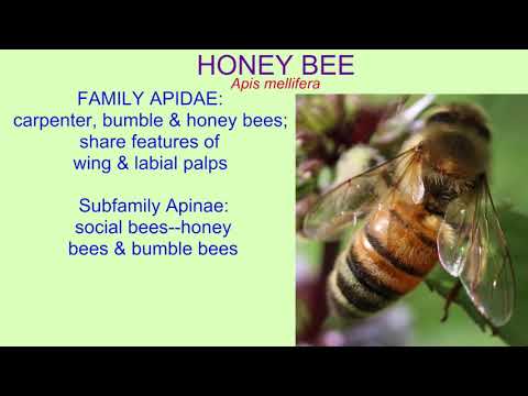 HYMENOPTERA INFRAORDER ACULEATA stinging wasps, ...