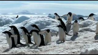 Antarctic Sights and Sounds