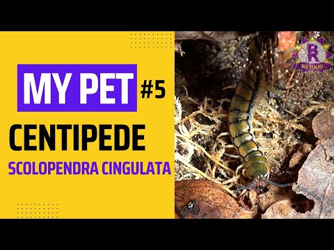 Stonožka stredomorská (Scolopendra cingulata) — video o chove a starostlivosti