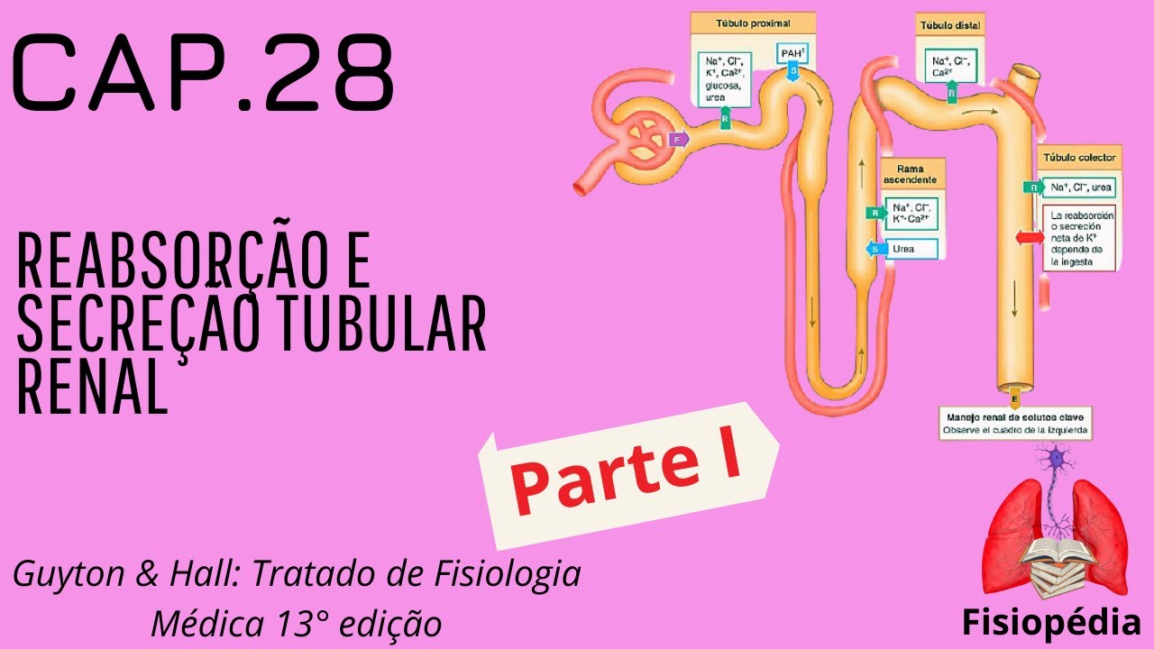 Cap.28: Reabsorção e secreção tubular renal (Parte I)