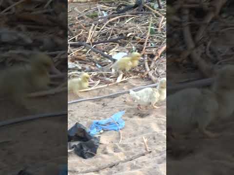 Black Missionaries "Kuimba 6"