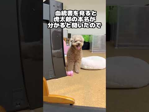 血統書で愛犬の本名を調べてみたら #dog #トイプードル #かわいい #トイプードルの虎太郎三桜 #犬