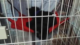 猫動画 ２匹の女の子猫ちゃんたちがお互いを舐めあう 仲良しなんだなぁ よっぴぃ動画
