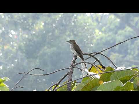 Bulbul svetlobruchý (Ixos malaccensis) — správanie, biotop a hlas