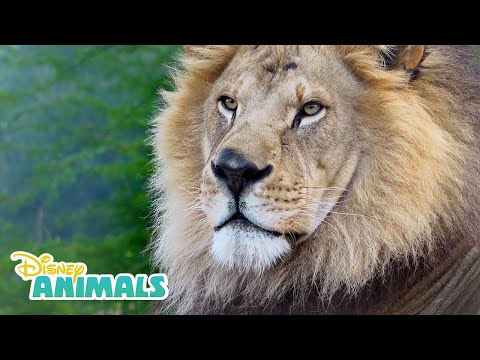 Lions! 🦁| Disney Animals | Disney Junior