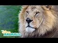 Lions Disney Animals Disney Junior