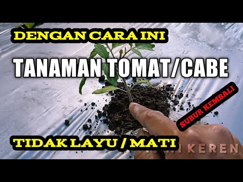 , title : 'Cara mengatasi tanaman tomat mati/layu karena panas mulsa'