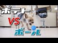 【ボール遊び】一方的な戦い