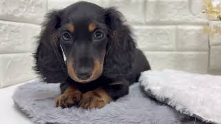 ミニチュアダックスの動画01