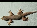 Lizard Sound Lizard Tiktiki Chipkali Viral Video Lizardvideo