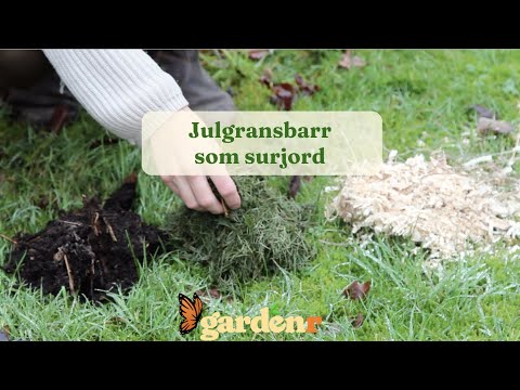 Julgransbarr som surjord - Trädgårdshacks med GardenR
