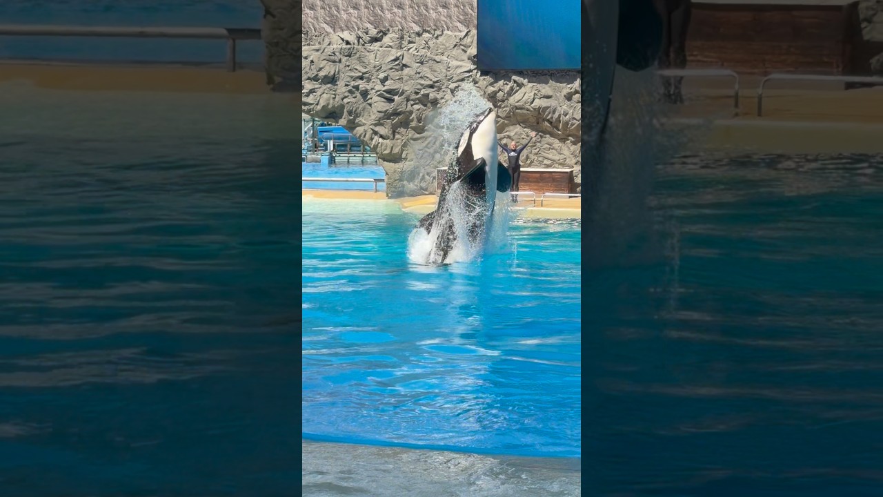 Orca #orcas #dolphins