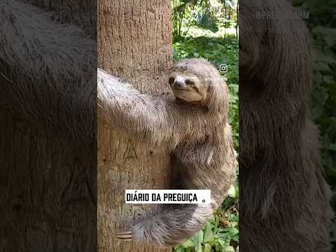 Diário da Preguiça 🦥Virei muambeira, vou me mudar pra 25 de Março #preguicabm