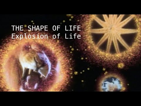 The Shape of Life - 4 of 8: Explosion of Life (Annelids)