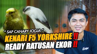 Download lagu GACORRRR!!! HUNDREDS OF SELECTED CANARY STOCK AT SAP CANARY JOGJA READY TO DISTRIBUTE #kenarijogja mp3