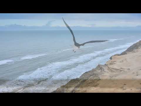 Neil Diamond - Dear Father - Jonathan Livingston Seagull - with Lyrics