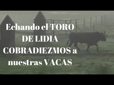 Echando TORO DE LIDIA COBRADIEZMOS a nuestras VACAS