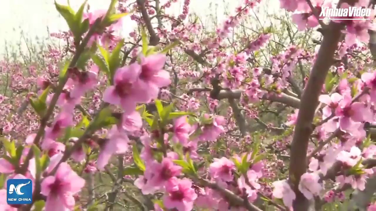 Tech-savvy Chinese farmers use drones to spray pesticides