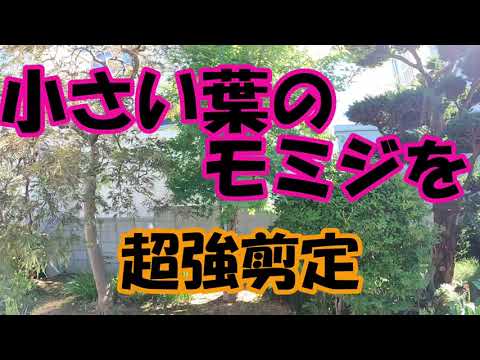 érable-Japon-jardin-feuilles-vertes-fines-plusieurs-lobes