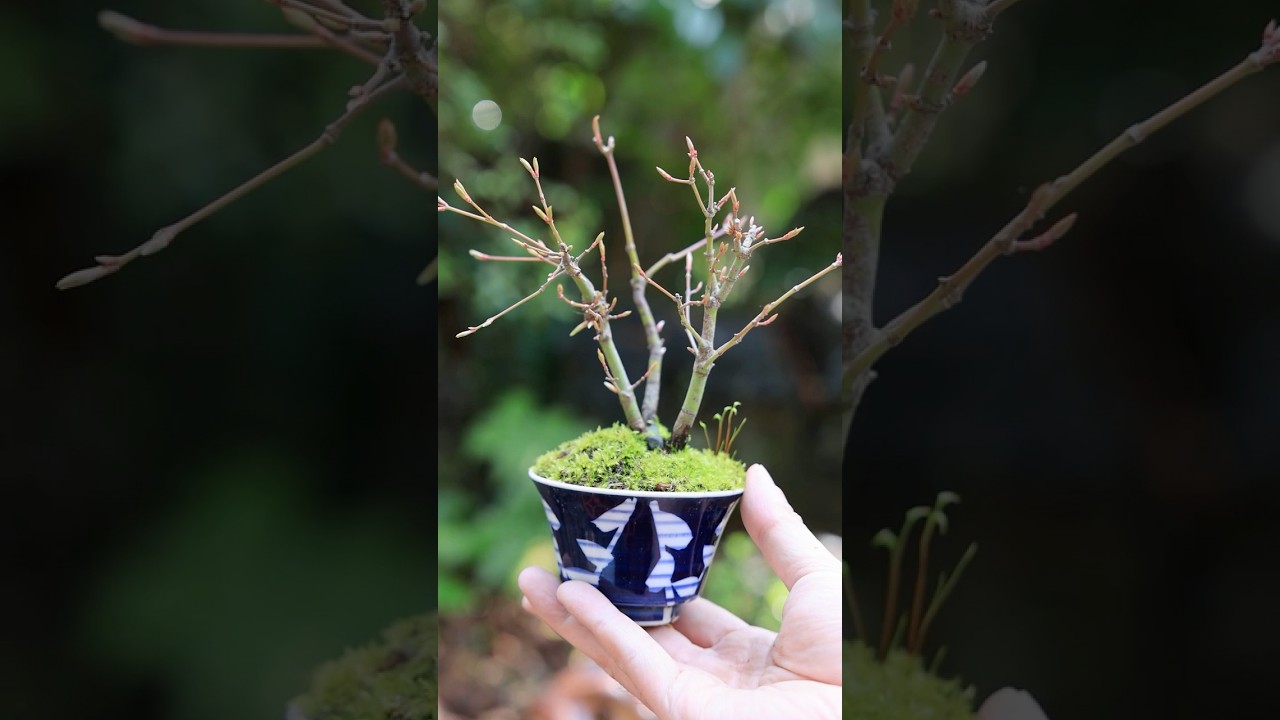 春の芽吹き、モミジの株立ち湯吞みミニ盆栽 #bonsai #盆栽