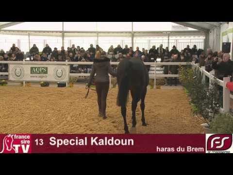Lot 13 Special Kaldoun, Salon des Etalons du Lion 2016