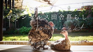 七面鳥の孵化からの記録 Let's Hatch These Turkey Eggs!