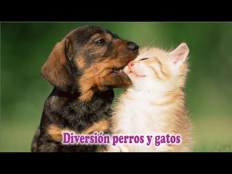 PERROS Y GATOS JUGANDO gatos y perros amigos
