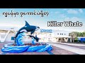 Kamogawa Seaworld Killer Whale Show In JAPAN